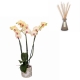Offre duo : Orchidée phalenopsis et bouquet de senteur