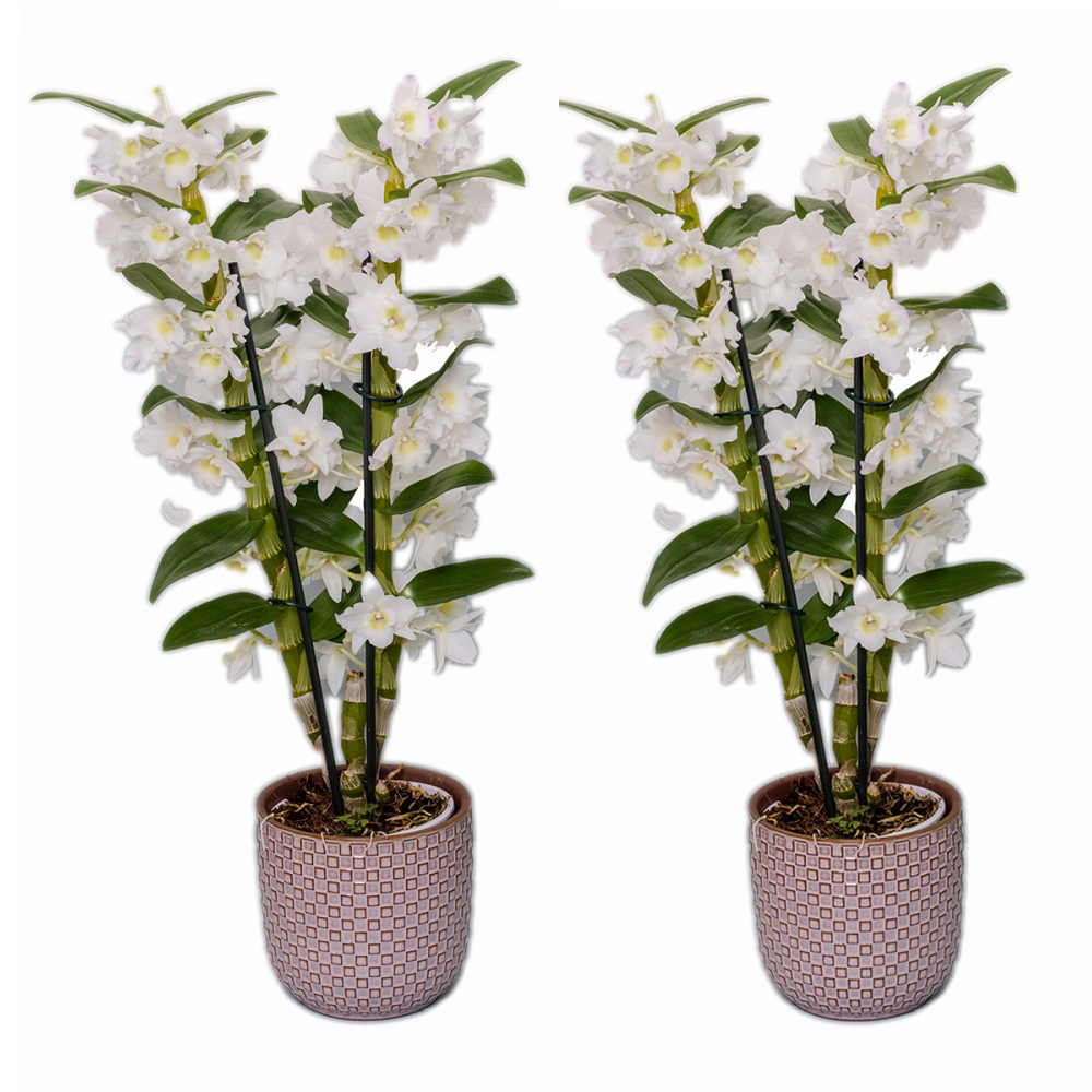 Offre duo plantes : 2 orchidées dendrobium