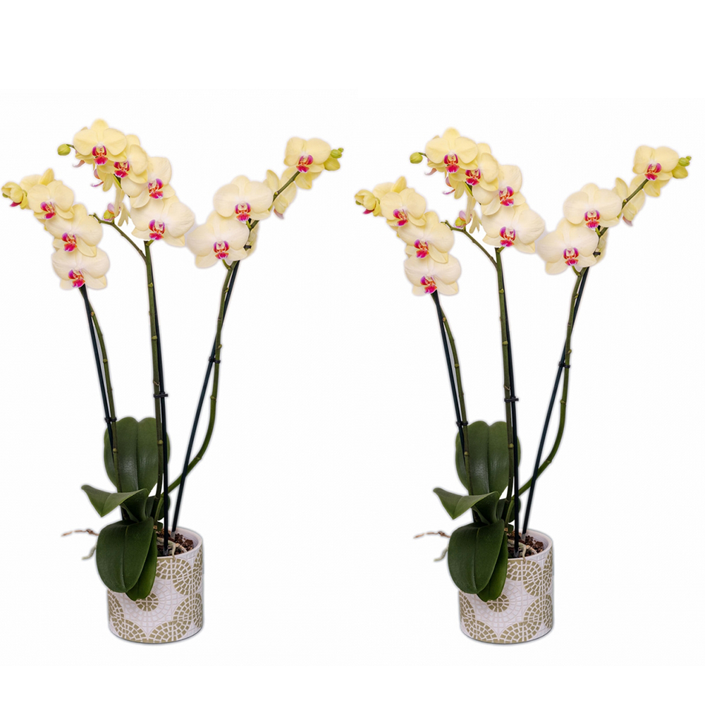 Offre duo plantes : 2 Orchidées phalenopsis